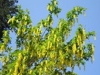 DSC06329  Golden Rain