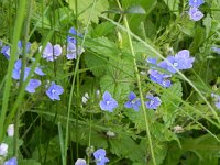 DSCN7447  Wildflowers