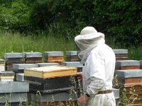 DSCN7449  The air was alive with bees!