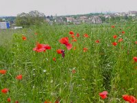 DSCN7454  More poppies