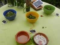 DSCN7461  Tasting different kinds of flower buds - the tastes were delicate!