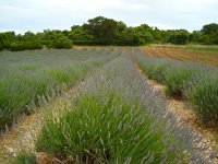 DSC05539  at the Musée de Lavande that Christine wanted to visit