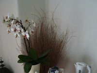 DSC05593  Tea stand in our B&#38;B