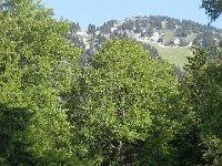 DSCN7525  The vegetation reminded my of Freel Peak