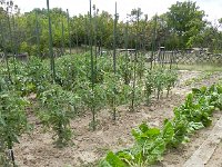 DSCN7550  They had quite a vegetable garden too!