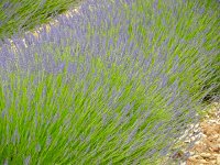 DSCN7552  More lavender