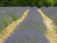 DSCN7553  Lavande à jamais finir