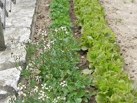 DSCN7554  Arugula and lettuce