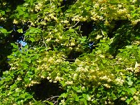 DSCN7576  Tilleul tree in front of the B&#38;B