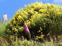 DSCN7581  Flowers on the hillside
