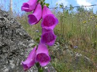 DSCN7588  We liked this flower