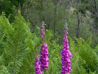 DSCN7590  Ferns may the plant that distinguises central from southern France