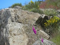 DSCN7593  Rocks, flowers, grass
