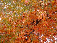 DSC06362  to admire the fall foliage