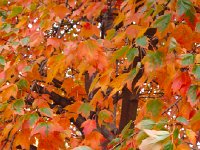 DSC06363  I couldn&#39;t believe that nature offers such vivid colors