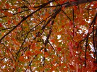 DSC06364  canopy shot
