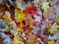 DSC06369  horizontal Maple