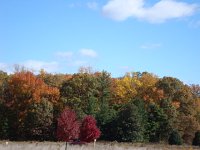 DSC06373  foliage at the National Arboretum