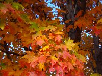 DSC06378  Nature&#39;s bounty