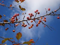 DSC06380  crab apples