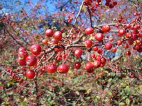 DSC06383  crab apples