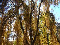 DSC06385  weeping willow