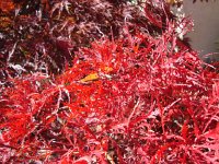DSC06386  Japanese maple