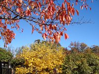 DSC06387  at the entrance to the Bonsai exhibit