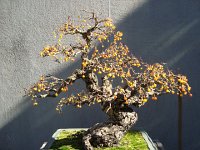 DSC06389  bonsai crab apple