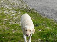 DSCN9892  The dog came over to check us out.