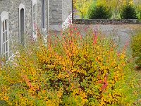 DSCN9928  Burning bush