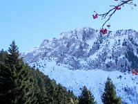 DSCN9971  Rochers de Naye and mountain ash berries
