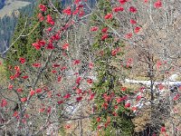 DSCN9986  More mountain ash