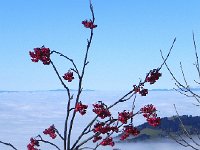 DSCN9987  called &#34;sorbier&#34; in French