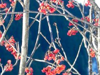 DSCN9988  Brilliant color in an otherwise B&#38;W environment