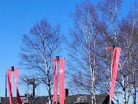 DSCN0115  Birches and banners