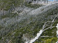 DSCN0136  Rime, krummholz and dead trees