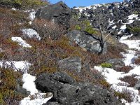 DSCN0137  Lava and shrubs