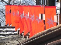 DSCN0161  Tateshine likes edelweiss