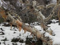 DSCN0299  Paper birches shredded by the winds