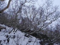 DSCN0307  Old birches