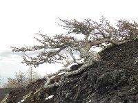 DSCN0321  Hemlock and lava