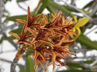 DSCN0322  Rhododendron flowers