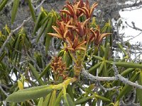 DSCN0323  Rhododendron