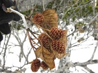 DSCN0330  Birches &#34;cones&#34;