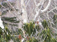 DSCN0335  Shrub and overstory