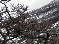 DSCN0358  Branches and cinder slopes