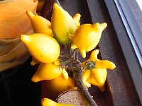 DSCN0039  I have no idea what these fruits are