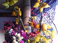 DSCN0040  but they were part of this riotous arrangement