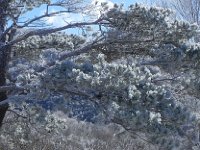 DSCN0050  Rime frosted the trees